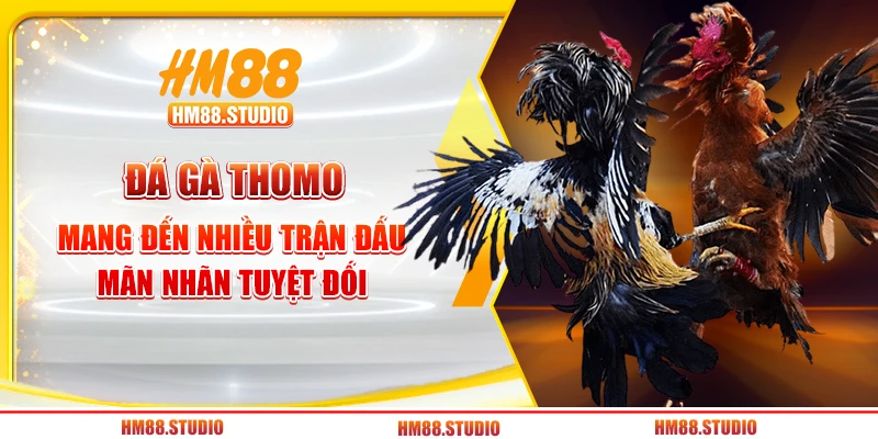 Đá gà Thomo mang đến nhiều trận đấu mãn nhãn tuyệt đối